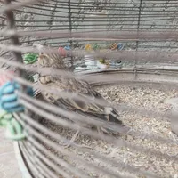 سهره خاکی رام ودستی|پرنده|سیرجان, |دیوار