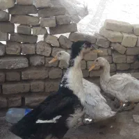 مرغابی قیمت خوب