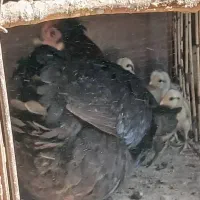 مرغ همراه با جوجه|حیوانات مزرعه|کوهرنگ, |دیوار