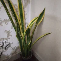 گل سانسوریا پر