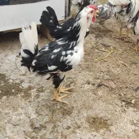 تخم نطفه دار گلین|حیوانات مزرعه|چهارباغ, |دیوار