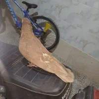 یجفت ماده ابادانی|پرنده|شهرکرد, |دیوار