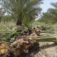 پاجوش مجول،پیارم وزاهدی باتعهد ثبتی و بیمه کشاورزی|خدمات باغبانی و درختکاری|بهبهان, |دیوار
