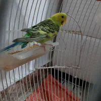مرغ عشق