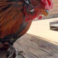 مرغ و خروس محلی