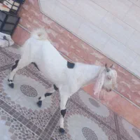 3عدد چپشت ۲ تا گلابی یکی پنجاب دوتا هم کهر اوس سر