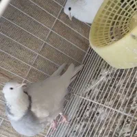 جفت سفید پاپر فنجونی پرنده طوقی طوق آبی شهری پلاکی