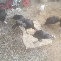 بز آبستن با تیشترش و بوقلمون|حیوانات مزرعه|آبپخش, |دیوار