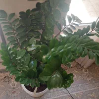 زاموفیلیا سبز|گل و گیاه طبیعی|شاهین‌شهر, فردوسی|دیوار