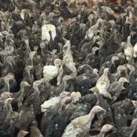 بوقلمون برنز ۴۵ روزه همی نر مبلغ۶۰۰