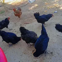 مرغ و خروس