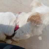 سگ اشتپیز|سگ|کرج, کمال‌شهر|دیوار