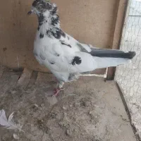 ۶ عدد کبوتر