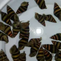 حلزون کیلر