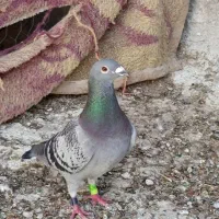 نر ماده ۷۲۰نشسته