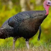 حراج شغل سرمایه گذار