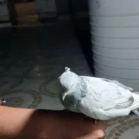 کبوتر سینه سبز