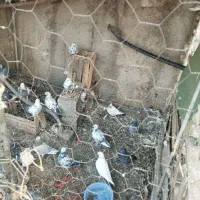 معاوضه پرشی خوب با مرغ وخروس