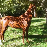 اسب نریان|اسب و تجهیزات اسبسواری|قیدار, |دیوار