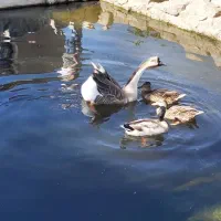 اردک پروازی