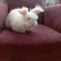 خرگوش لوپ و عروس هلندی