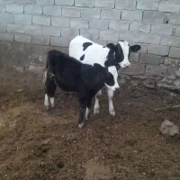 گوساله نر 4ماه