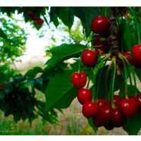 بهترین کود ارگانیک برای رشد سریع گیاهان
