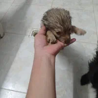 توله سگ پا کوتاه|سگ|ورامین, ریحان آباد|دیوار