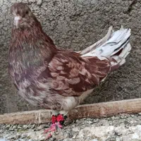 کبوتر سیاتی سمناتشی