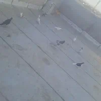 کبوتر|پرنده|اقبالیه, |دیوار