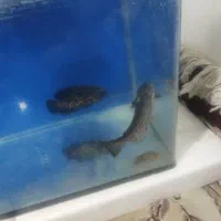 سلام دوستان عزیز|ماهی|باقرشهر, |دیوار