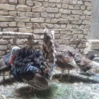 بوقلمون
