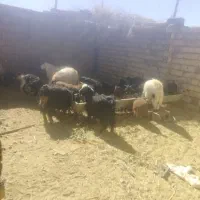 بزغاله نر وبره نر