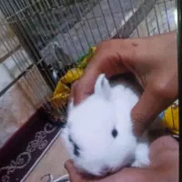 خرگوش لوپ معمولی