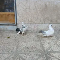 دم چتری انگلیسی|پرنده|مشهد, کارمندان دوم|دیوار