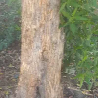 خرید چوب مورد با بهترین قیمت|خدمات باغبانی و درختکاری|آبادان, |دیوار