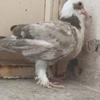 کبوتر تهرانی