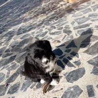 سگ شیتزو کراس ماده