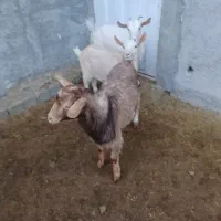 بز سانن|حیوانات مزرعه|شیروان (خراسان), |دیوار