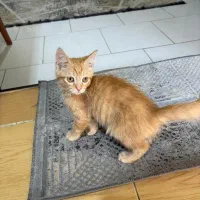 گربه پرشین نر|گربه|رباطکریم, رباطکریم|دیوار