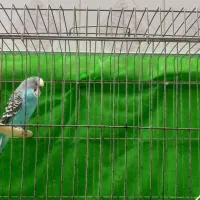 فروش مرغ عشق نرو ماده 300