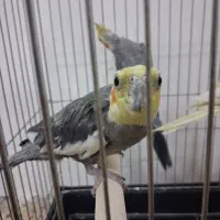 عروس هلندی طلایی|پرنده|قم, قم نو|دیوار