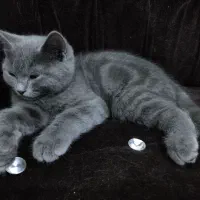 واگذاری بچه گربه