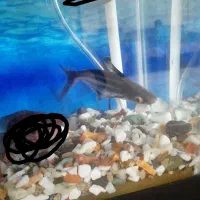 یک جفت ماهی پنگوسی