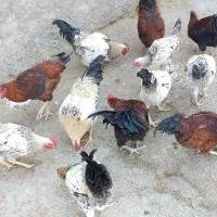 خروس کوردی|حیوانات مزرعه|سرپل ذهاب, |دیوار