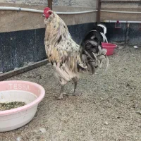 تک خروس امروکانا تخم آبی