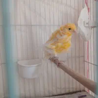 جفت قناری فری|پرنده|مشهد, شهرک مهرگان|دیوار