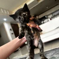 واگذاری گربه