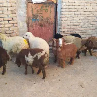 7عددکاور،،2بزغاله