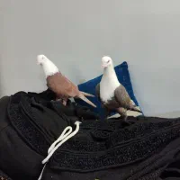 کله سفید کربلایی|پرنده|سبزوار, شرق کال جنوبی (شمس آبادی)|دیوار